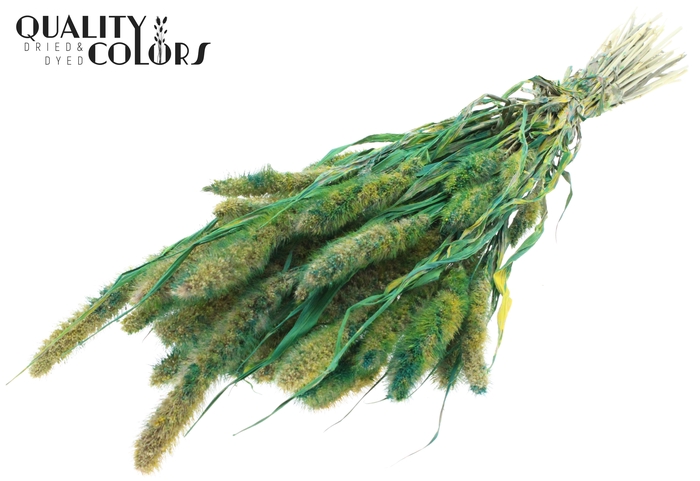 Setaria per bunch Multicolour Green