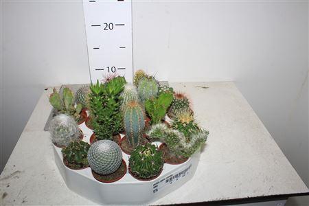 <h4>Cactus Gem Rondo</h4>