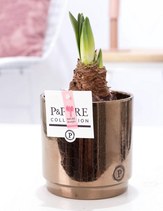 <h4>Hippeastrum pink in P&PURE Juliette ceramics goldbronze</h4>
