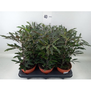 Dizygotheca eleg. 'Castor'