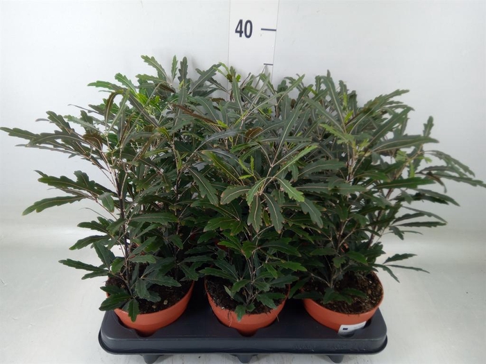 <h4>Dizygotheca eleg. 'Castor'</h4>