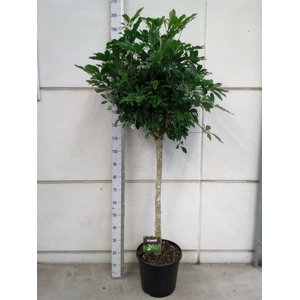 Schefflera arbor. 'Compacta'