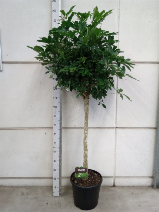 <h4>Schefflera arbor. 'Compacta'</h4>