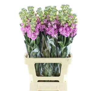 MATTH INCANA IRON PINK