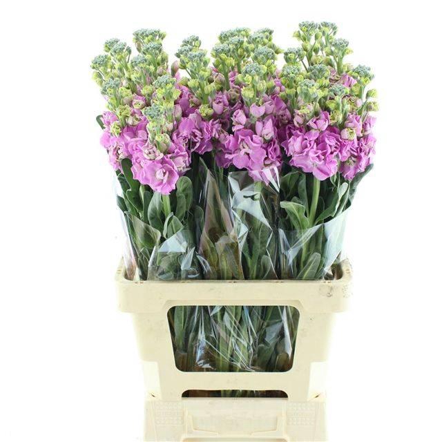 <h4>MATTH INCANA IRON PINK</h4>