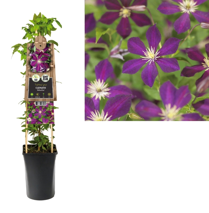 <h4>Clematis 'Mikelite' +3.0 label</h4>