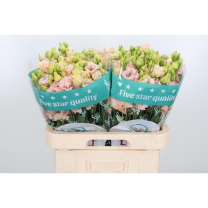 Eus G Alissa L Apric