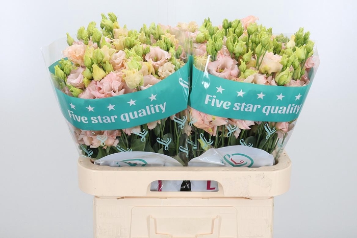 <h4>Eus G Alissa L Apric</h4>