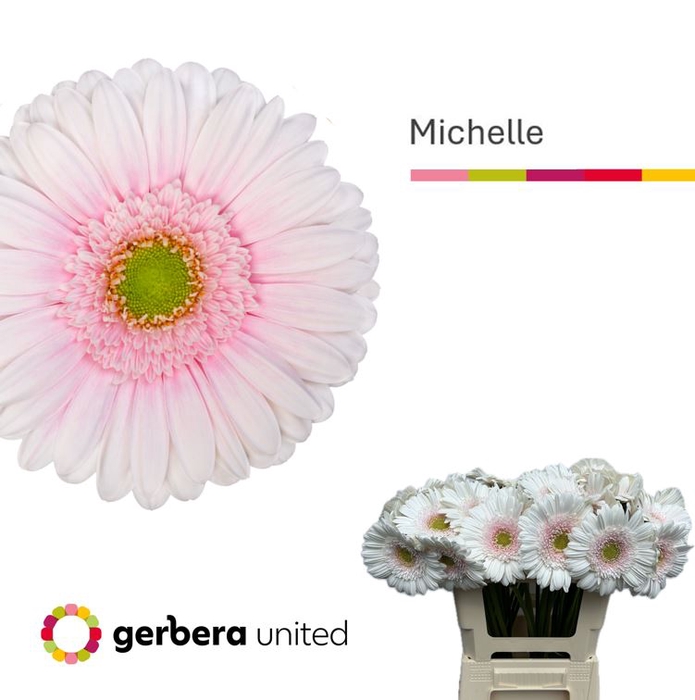 <h4>Gerbera Michelle Water x40</h4>