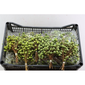 Sier Lilac De Chine P Bunch