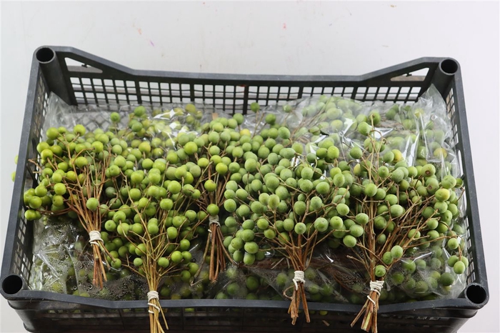 <h4>Sier Lilac De Chine P Bunch</h4>