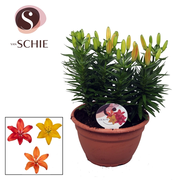 <h4>Az Trio Mix Schaal 9pp</h4>