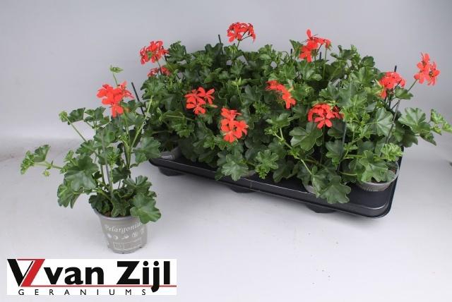 <h4>PEL PELT BALKON ROOD</h4>