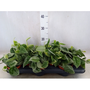 Scindapsus pictus 'Silvery Ann'