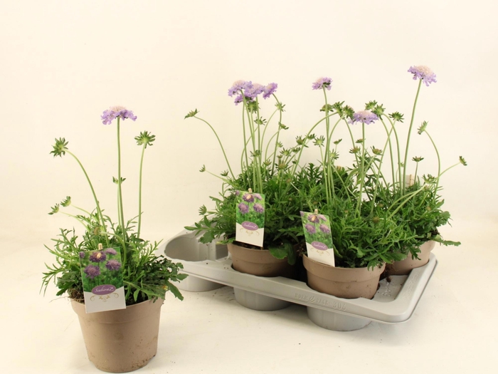 <h4>SCAB COLUMBARIA</h4>