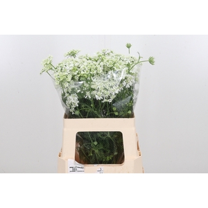 Orlaya Grandfl White