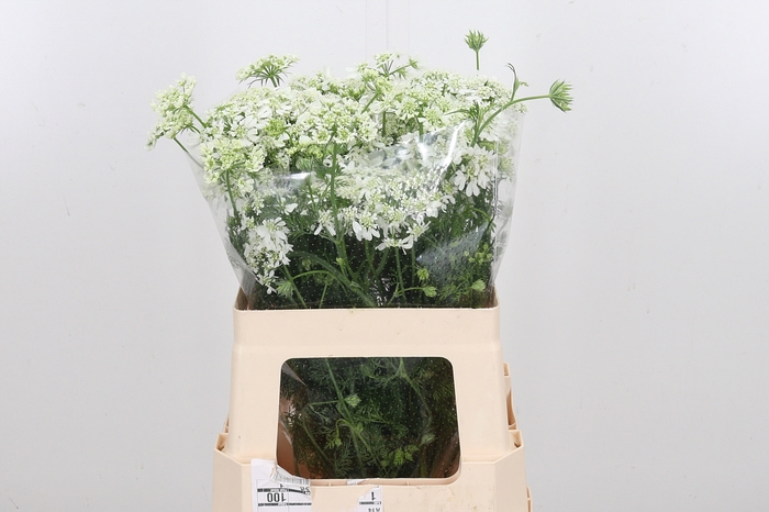 <h4>Orlaya Grandfl White</h4>