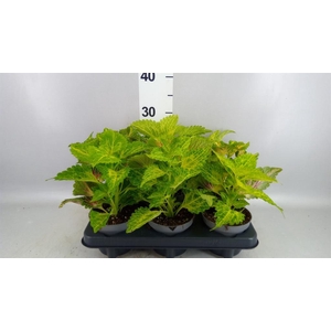 Plectranthus col.   ...