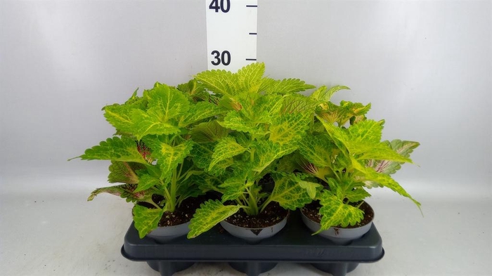 <h4>Plectranthus col.   ...</h4>