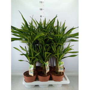 Dracaena frag. 'Riki'