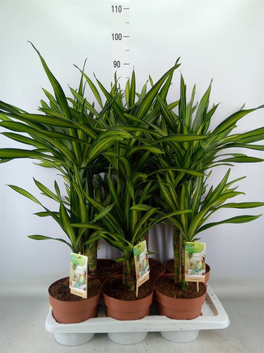 <h4>Dracaena frag. 'Riki'</h4>