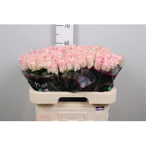 R Gr Avalanche Sorb+