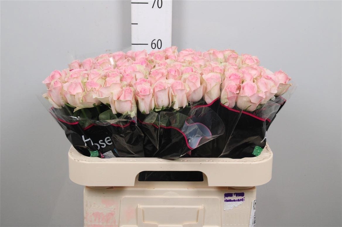 <h4>R Gr Avalanche Sorb+</h4>