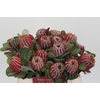 Banksia Coccinea
