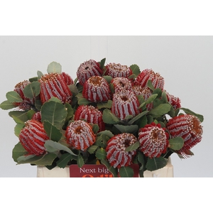 Banksia Coccinea