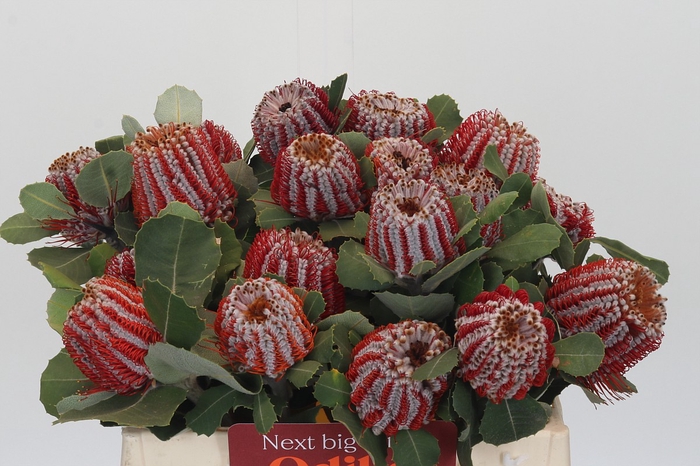 Banksia Coccinea
