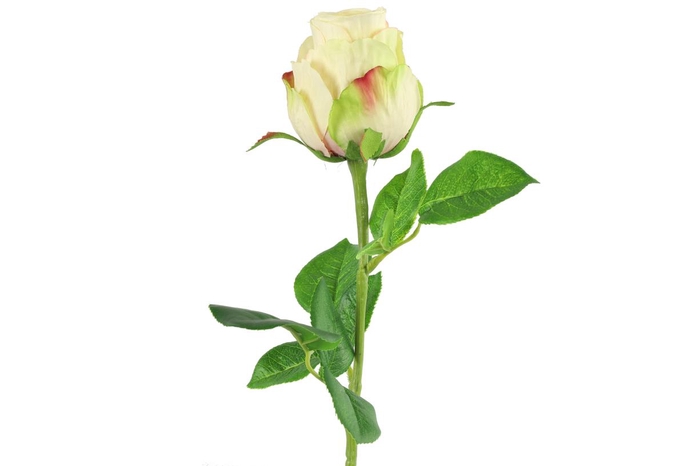 <h4>Af Rosa L52cm White</h4>