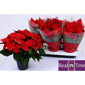 EUPH POINSETTIA EXTRA CHR EVE P14 6+