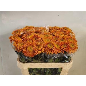 Chr G Armgard Bronze