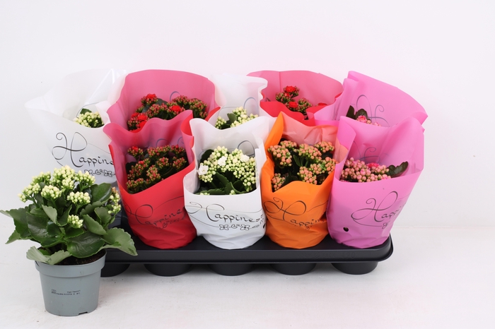 <h4>KAL GE RF GEM 4 KL</h4>