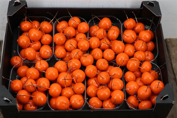 <h4>Waxmalus Oranje</h4>