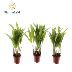 Tiny Pammy (Areca)