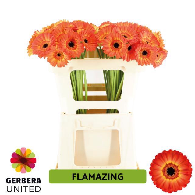 GE MI FLAMAZING