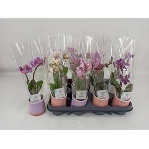 PHAL MINI