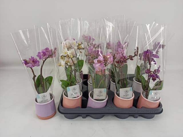 <h4>PHAL MINI</h4>