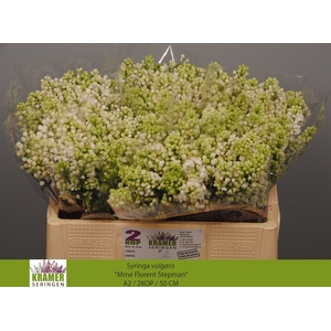 SYR V MME FL STEPMAN