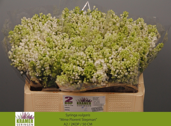 <h4>SYR V MME FL STEPMAN</h4>