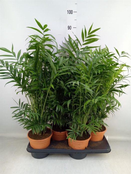 <h4>Chamaedorea elegans</h4>
