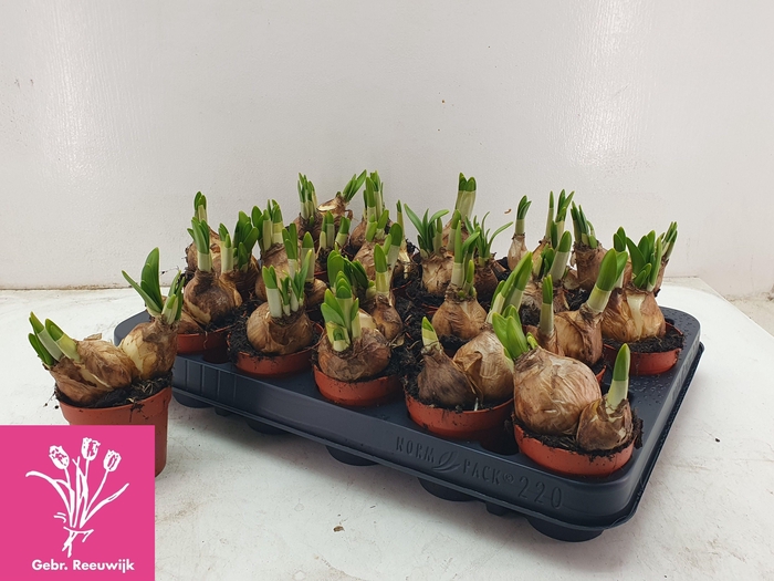 <h4>NARC O TETE A TETE</h4>