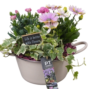 Arr.   Perkplanten L%