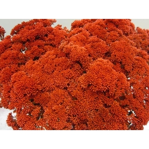 Sedum Rood