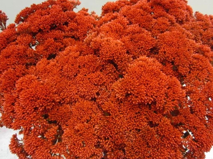 <h4>Sedum Rood</h4>
