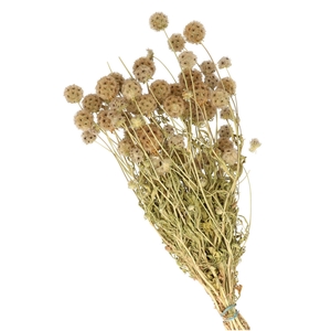 Dried flowers Scabiosa 60cm