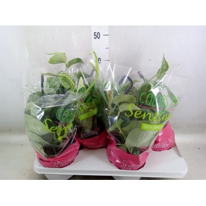 Scindapsus pictus 'Trebie'