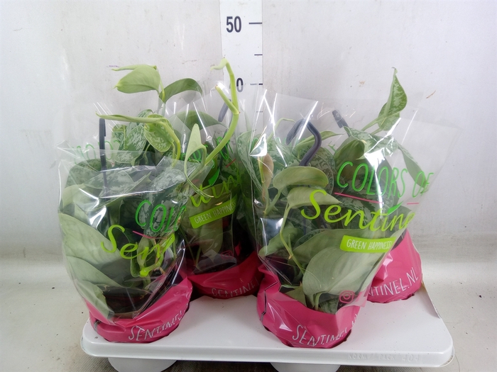 <h4>Scindapsus pictus 'Trebie'</h4>