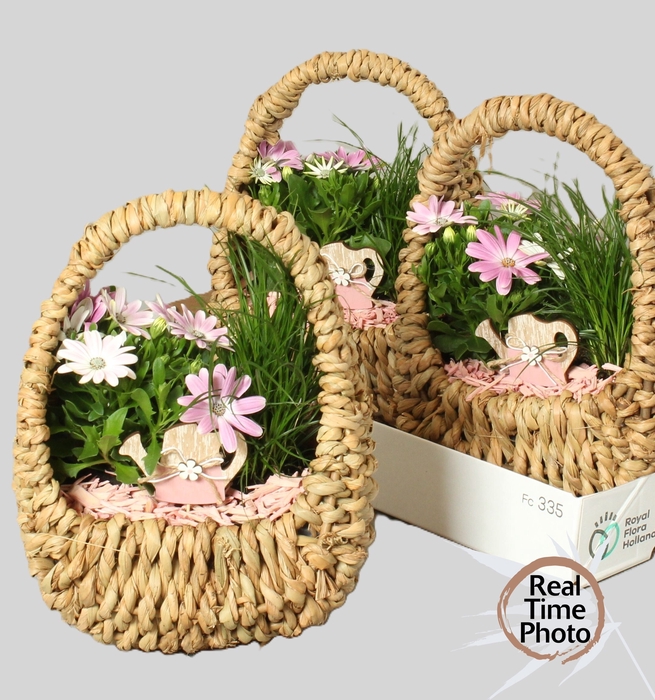 <h4>ARR TUINPLANTEN</h4>